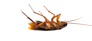 Dead Cockroach